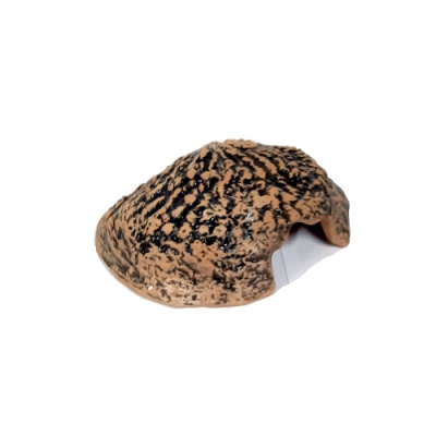 Укрытие Ракушка 160*130*40 мм